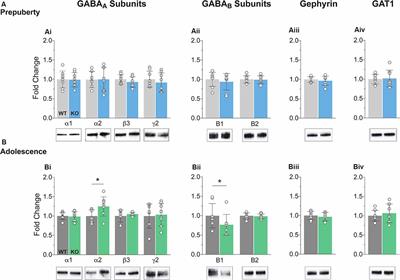 Dysregulated Prefrontal Cortex Inhibition in Prepubescent and Adolescent Fragile X Mouse Model